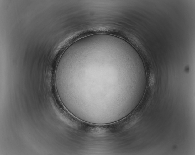 X0000116660444200912291641