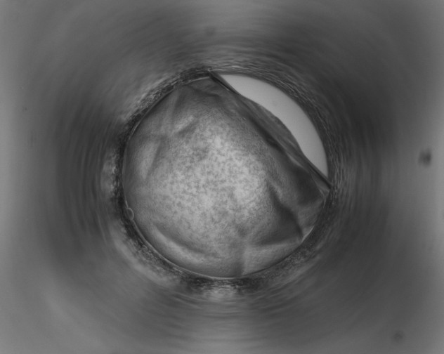 X0000116660600200912291639