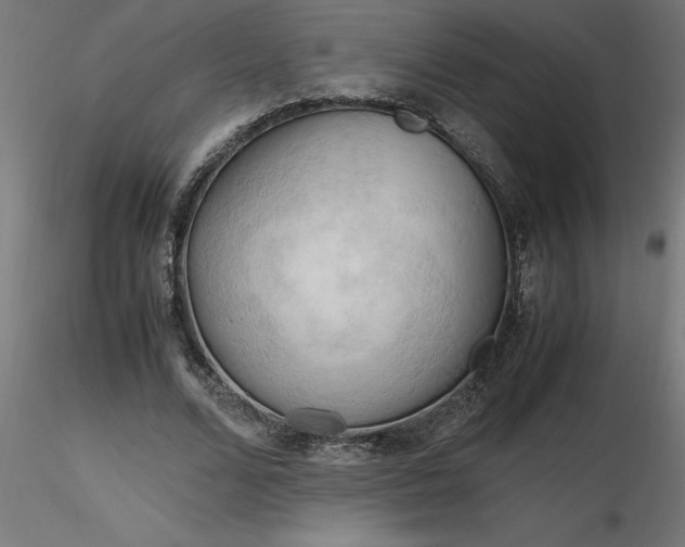 X0000116660680200912291638