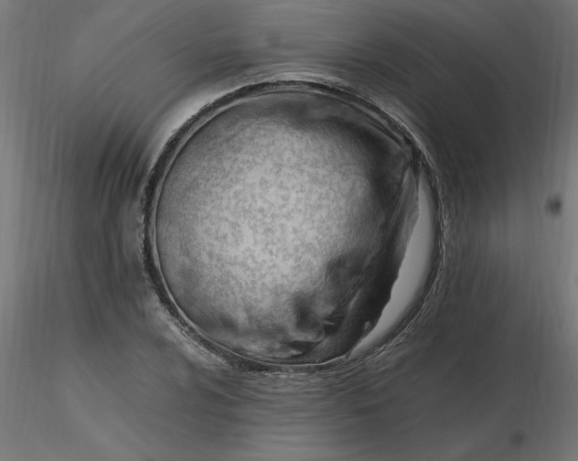 X0000116661024200912291633