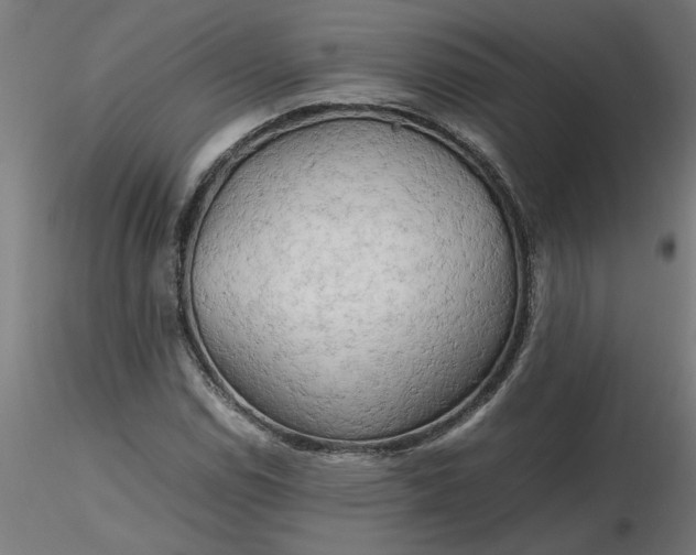 X0000116661114200912291631