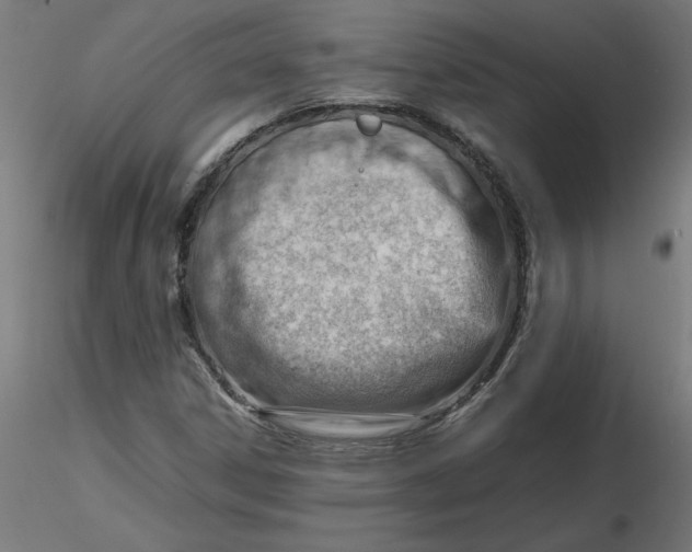 X0000116661306200912291629