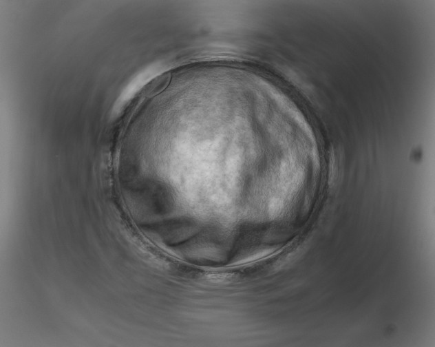 X0000116661453200912291627