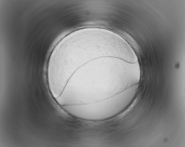 X0000116661196201001111243