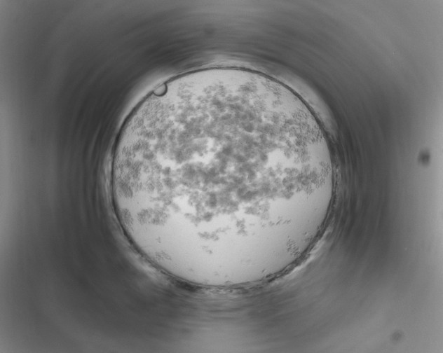 X0000116661198201001111243