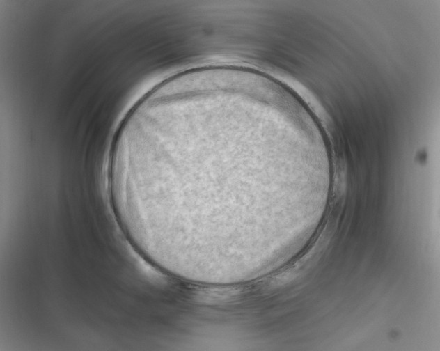 X0000116661294201001111242