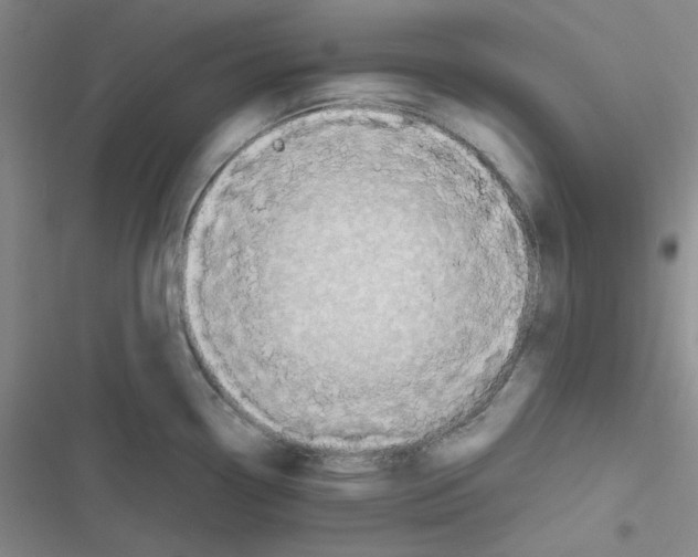 X0000116661338201001111242