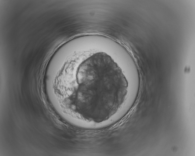 X0000116660145201001251225