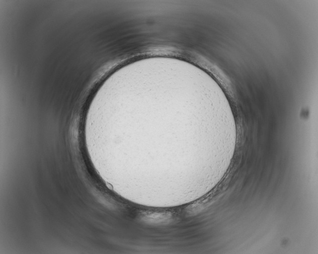 X0000116660155201001251225