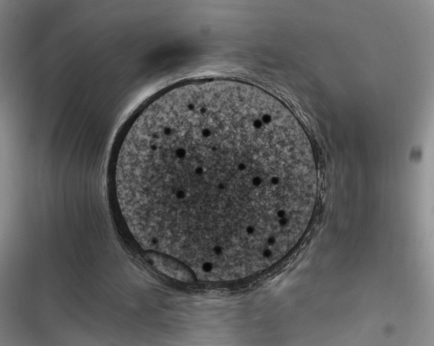 X0000116660196201001251225