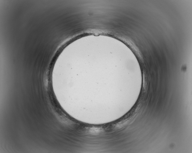 X0000116660204201001251225