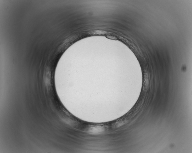 X0000116660220201001251225
