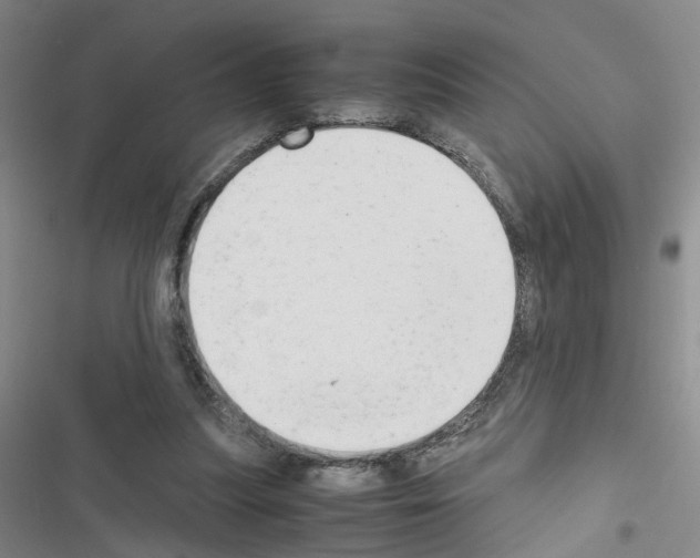 X0000116660251201001251224