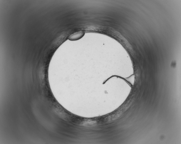 X0000116660257201001251224