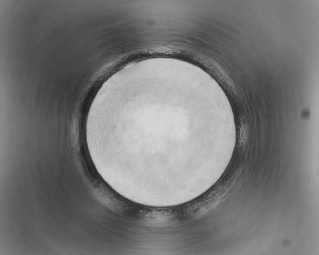 X0000116660444201001251221