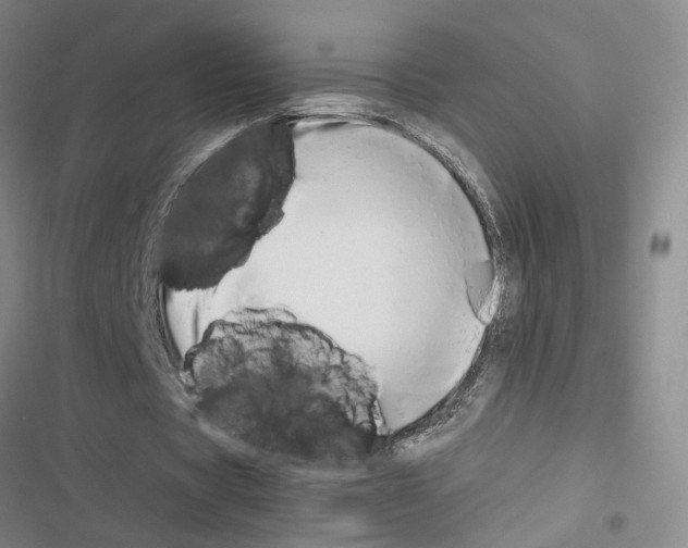 X0000116660529201001251220