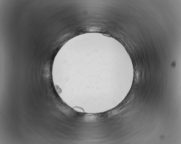 X0000116660620201001251219