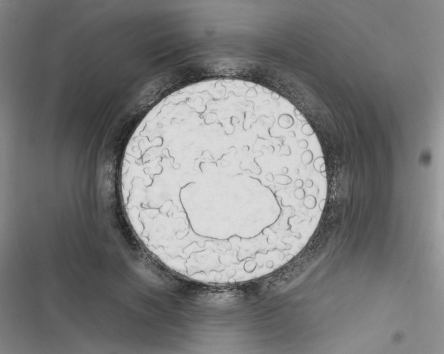 X0000116660646201001251219