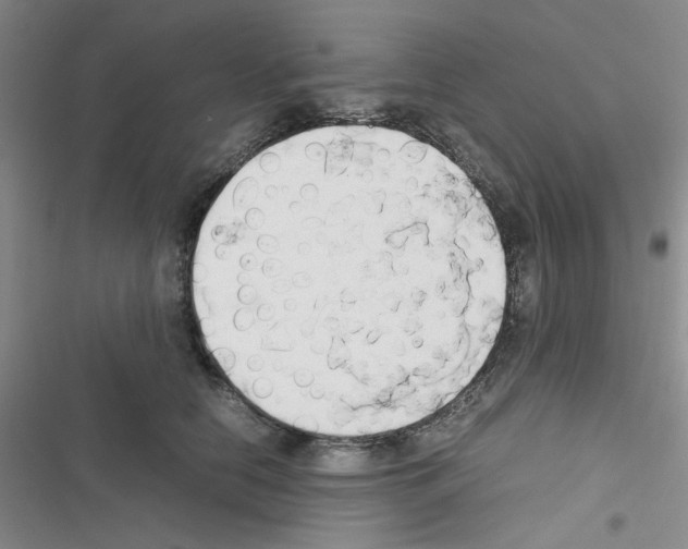 X0000116660658201001251219