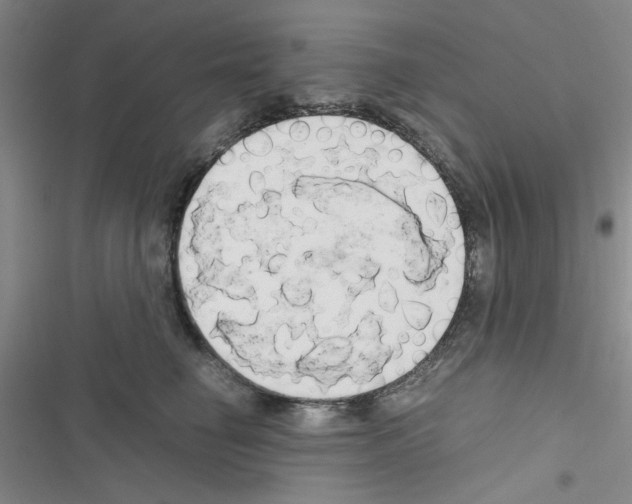 X0000116660662201001251219