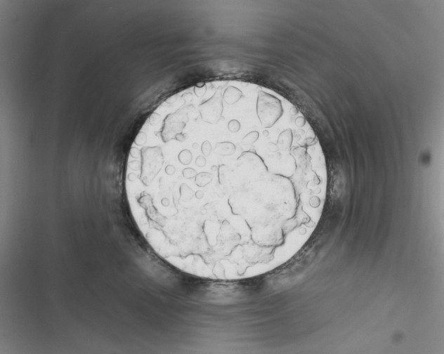 X0000116660666201001251219