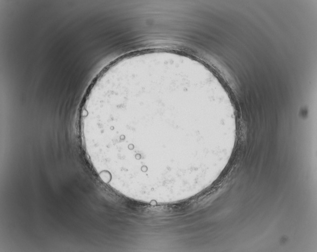 X0000116660883201001251215