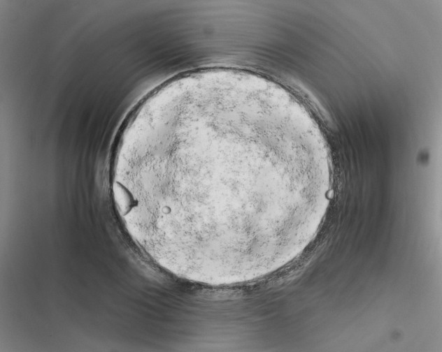 X0000116660884201001251215