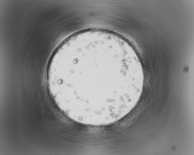 X0000116660887201001251215