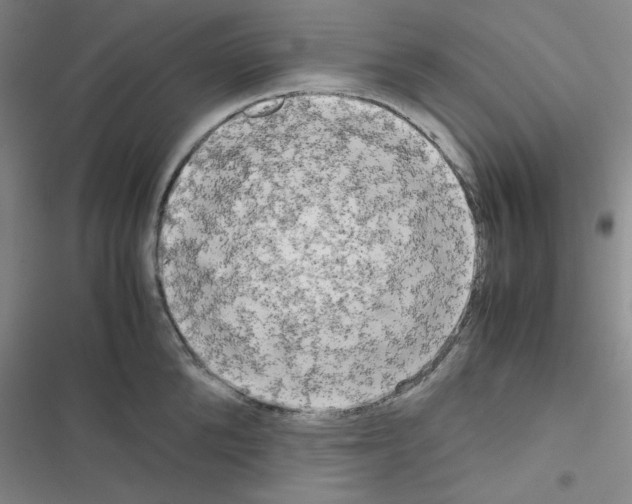 X0000116660904201001251215