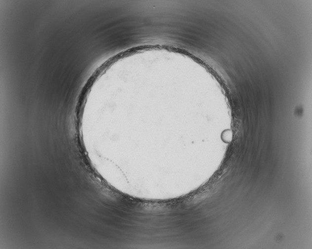 X0000116660927201001251215