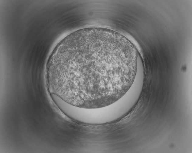 X0000116661096201001251212