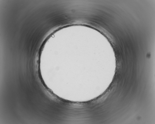 X0000116661126201001251212