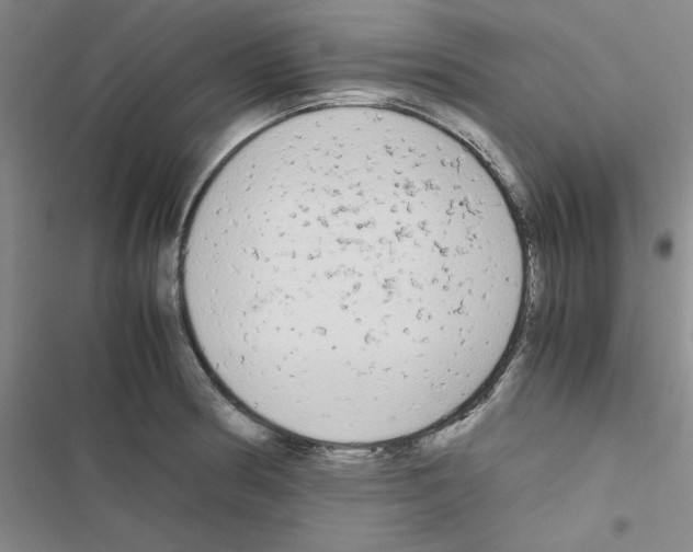 X0000116661186201001251211