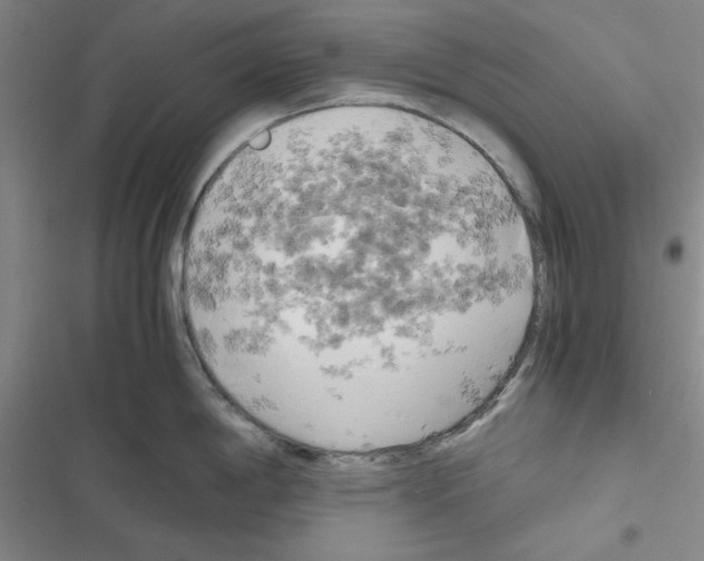X0000116661198201001251211