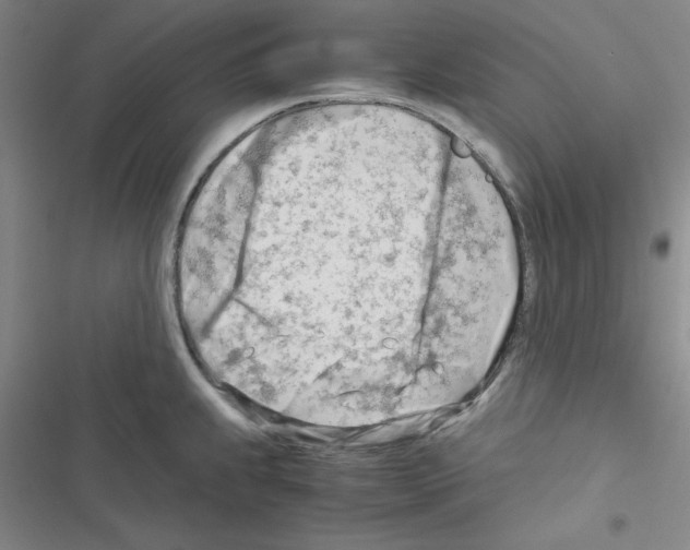 X0000116661239201001251211