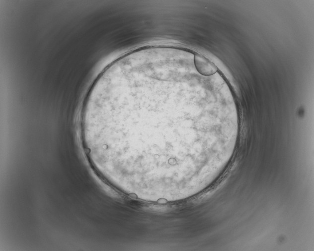 X0000116661245201001251211