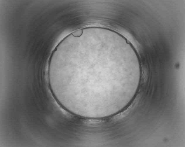 X0000116661290201001251210