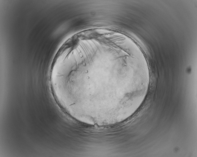 X0000116661291201001251210
