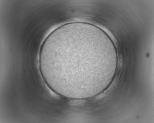 X0000116661294201001251210