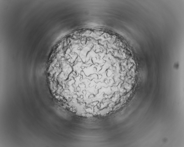 X0000116661314201001251209