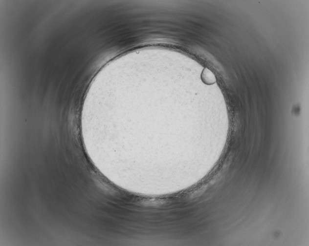 X0000116661321201001251209
