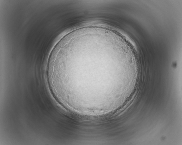 X0000116661338201001251210
