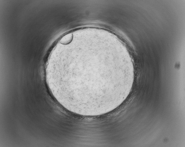 X0000116661360201001251209