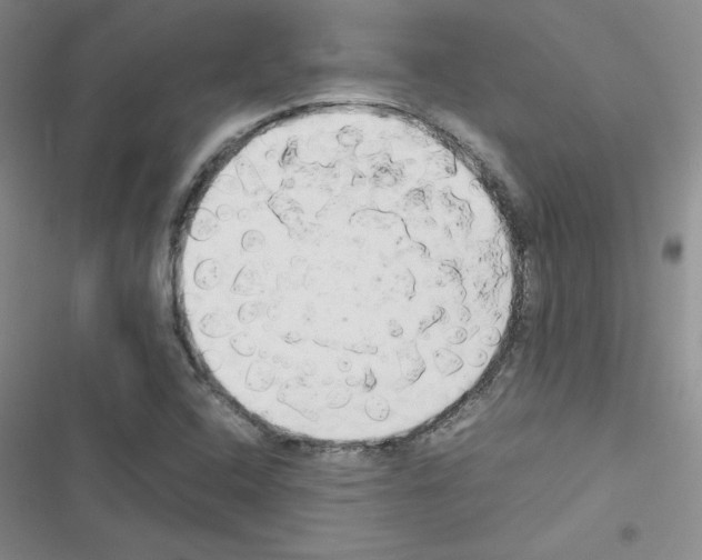 X0000116661408201001251208