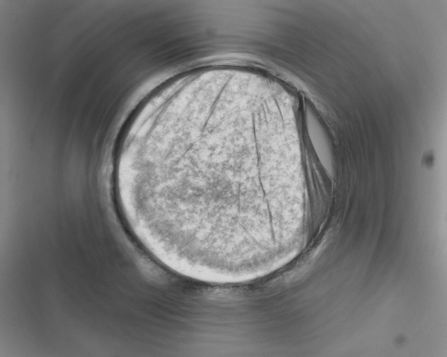 X0000116661418201001251208