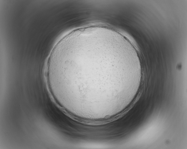 X0000116661439201001251208