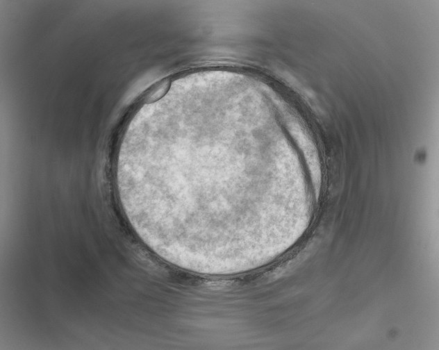 X0000116661453201001251208