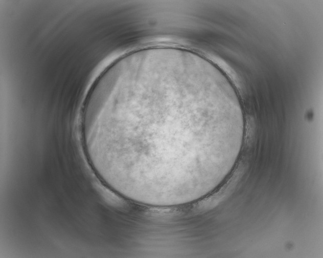 X0000116661474201001251207