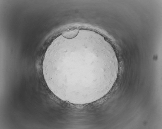 X0000116661495201001251207