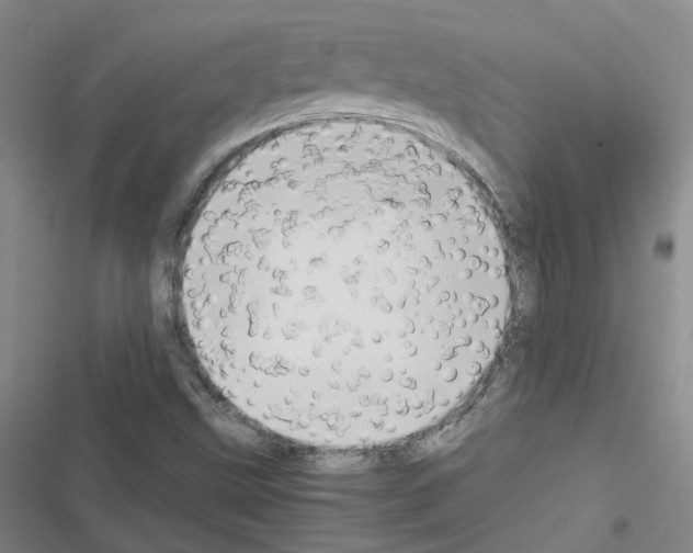 X0000116661499201001251207